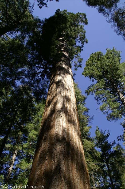 californie_californie_yosemitenationalpark_yosemitevalley_tuolumnegrove_giantsequoias_sequoiagéant