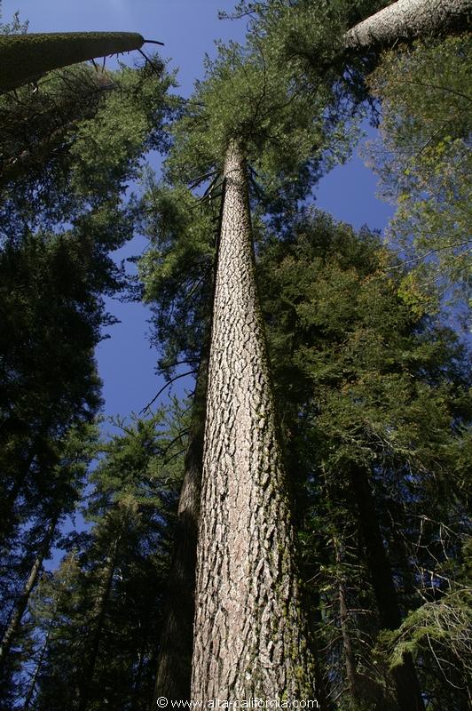californie_californie_yosemitenationalpark_yosemitevalley_tuolumnegrove_giantsequoias_sequoiagéant