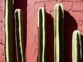 carnetdevoyage_mexico mexique cactus